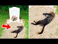 Cat Sleeps On Owner's Grave 1 Whole Year. Here's Why...