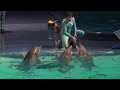 dolfinarium harderwijk show aqua bella in 4k ultra hd