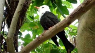 Black Bulbul singing