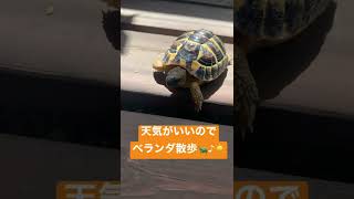 ベランダ散歩に喜ぶからあが🐢♪☀️#shorts #ヘルマンリクガメ #リクガメ