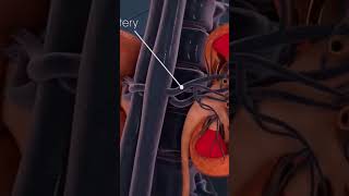 renal filtration #trending #anatomy #medical #shortvideo #shorts #ytshorts