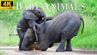 Baby Animals Part 7 - Lovely Moment between mother animal and baby animal - Relaxing music