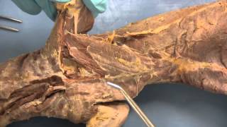 Mink Dissection   pectoralis major and clavodeltoid removal