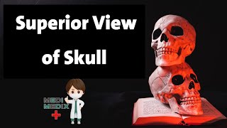 Superior view of Skull