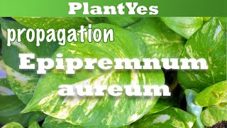 🌞 How to propagate Golden Pothos / Epipremnum aureum 🌱