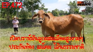 EP.472 เปิดบราห์มันลูกผสมเลือดสูงงามๆ ประกันท้อง แม่โคม โล้นธรรมชาติ