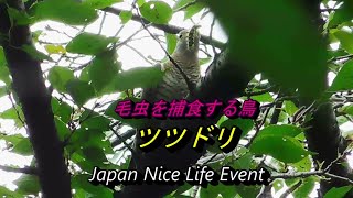 野鳥観察  ツツドリ  毛虫が大好物　Oriental cuckoo　2022年8月29日撮影