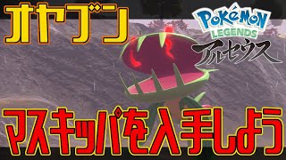 【ポケモンアルセウス】オヤブンのマスキッパを入手しよう【Pokémon LEGENDS アルセウス】