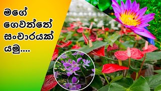 මගේ ගෙවත්තේ සංචාරයක් යමු | පැළ විකිණීමට ඇත | Garden Tour Sinhala | DAD Gardens