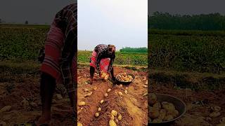 ৩৩ শতকে একশো কুড়ি বস্তা আলুর ফলন #villagefarmerlife #আলুচাষ #potato #shortvideo