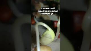 Tugas biologi kelas XII/praktikum pertumbuhan kecambah kacang kedelai #shorts #praktikum