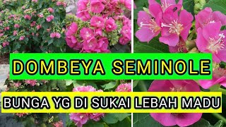 dombeya seminole