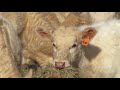 raising charolais cattle