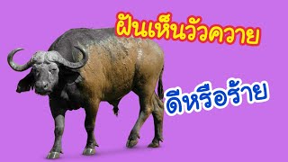 ฝันเห็นวัวควาย ดีหรือร้าย | ทำนายฝันพร้อมเลขเด็ด