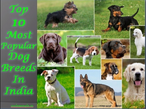 Top 10 Popular Dog Breeds In India - Gianixom