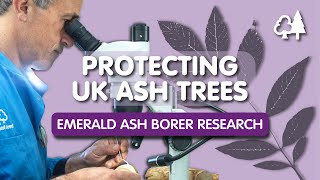 Futureproofing UK Trees: Emerald Ash Borer Research at the Holt Lab