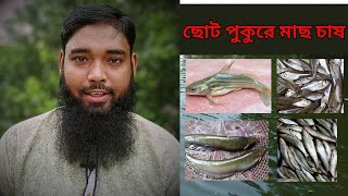 ছোট পুকুরে মাছ চাষের আধুনিক পদ্ধতি । Fish Farming in Small Pond