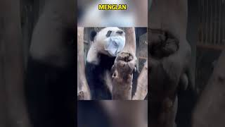 阳光大男熊萌兰打包小毛巾到树杈，一路霸气侧露 #pandacub #funny #giantpanda #animals #pandachina #cute #pets #cutepanda