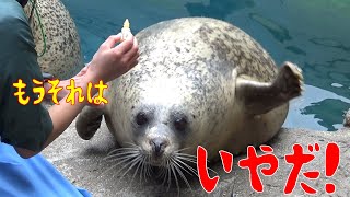 目薬が苦手で逃亡するアザラシのハマちゃん| Hama, a seal who has trouble with eye drops and runs away.(Spotted seal) 京都水族館