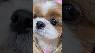 옴뇸뇸 간식 먹는 귀여운 시츄 🐶 Shih Tzu