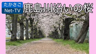 鹿島川沿いの桜の桜吹雪が始まりました【たかさごNet-TV】（高砂市阿弥陀町・伊保町・松陽・曽根町）