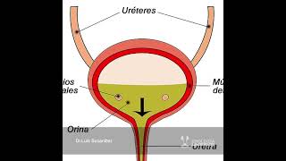 La diabetes produce impotencia sexual