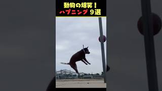 Instagramで5.9億回バズった動物ハプニング動画9選！9Animal Happenings Videos That Got 590 Million Buzz on Instagram!#犬#猫