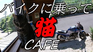 GPZ900Rに乗って猫カフェ行ってみた。【バイカー酒屋】【猫カフェミーチェ】【尾高高原】