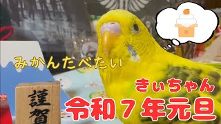 ２０２５年元旦☆#セキセイインコ #老鳥 #インコ