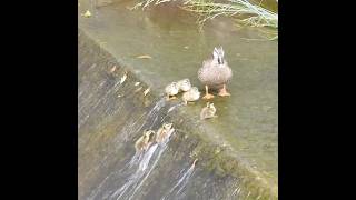 Kacsamama üldözi kiskacsáit, miután leestek🐤💦🦆