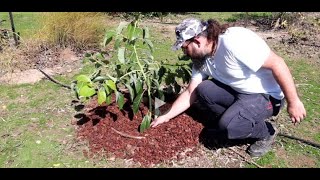 How to Plant Avocado tree - Planting a new tree in my Orchard!