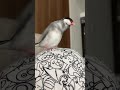 【毎日桜文鳥】絶対に気づかれないようにフンする文鳥86日目