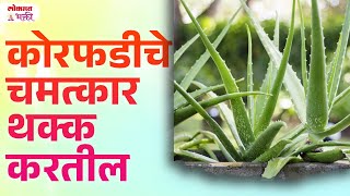 Aloe Vera Tips, Korphad Lavnyache Fayade, Upay | KA3 | #vastushastra