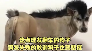 盘点理发翻车的狗子，剪发失败的教训，狗子也变悲催