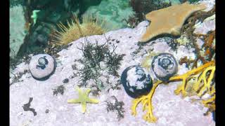 Chile, Magellan Strait, Underwater, time lapse