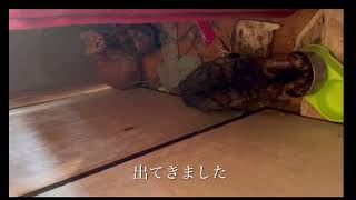 3月の思い出【名前つける間も無く脱走した猫もいる】