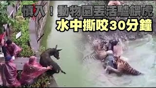 動物園丟活驢餵虎 水中撕咬30分鐘 | 台灣蘋果日報