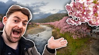 KIRSCHBLÜTEN im FEBRUAR?! 🇯🇵😮