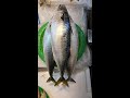 Mackerel ( 고등어 )