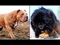 14 MORE of the Worlds Most Dangerous Dog Breeds 14 MORE of the Worlds Most Dangerous Dog Breeds