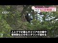 【環境省】クマを「指定管理鳥獣」に指定へ