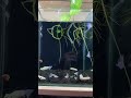 guppy blue lace music aquarium guppyindonesia ikanguppyindonesia shortvideo shorts fyp