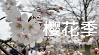 樱花季 带你一起逛上海辰山植物园（完整版）