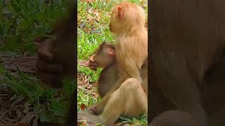 So sweetie and Lovely Adorable Baby | Cuteness Newborn Baby Ep#1119#shorts #newbornbaby #monkey