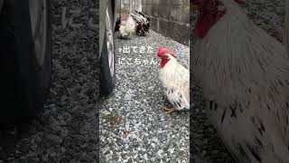 呼んでいるにわとり　Calling rooster #ニワトリ #backyardchickens #youtubeshorts