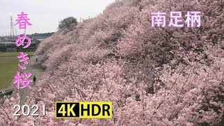 2021 南足柄の春めき桜(4K-HDR) Harumeki Cherry Blossoms At Minami-Ashigara(UHD-HDR)