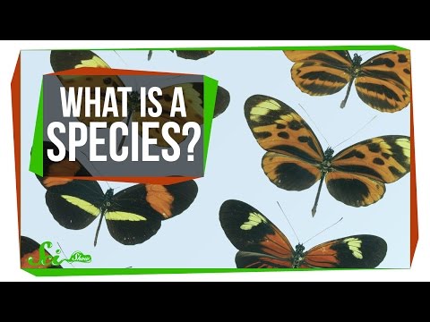 What determines whether two species are in the same genius?