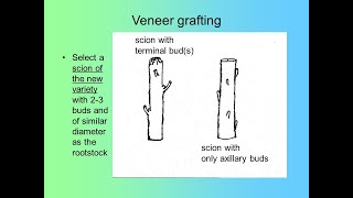 veneer grafting technique