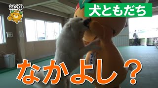 25/47　みきゃん、犬ともだちと遊んだよ！