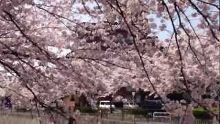 Beautiful natural garden-【お花見】北九州市小倉南区守恒本町の桜（その１）2013.3.30 11時頃